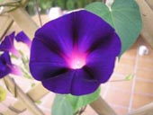 Morning Glory Picture